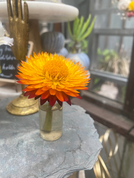 Tiny Budvases (Favors)