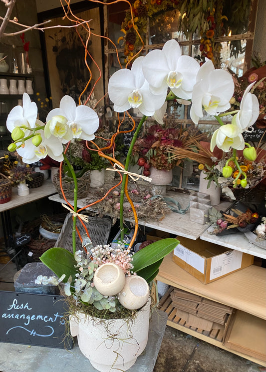 Orchid Planter