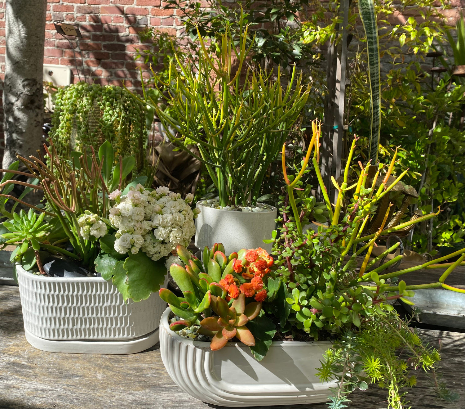 Plants