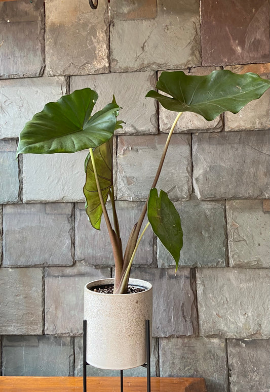Houseplant of the Day