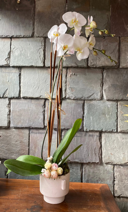 Orchid Planter