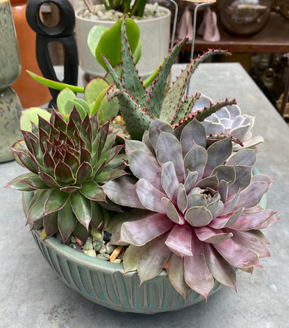 Succulent Planters